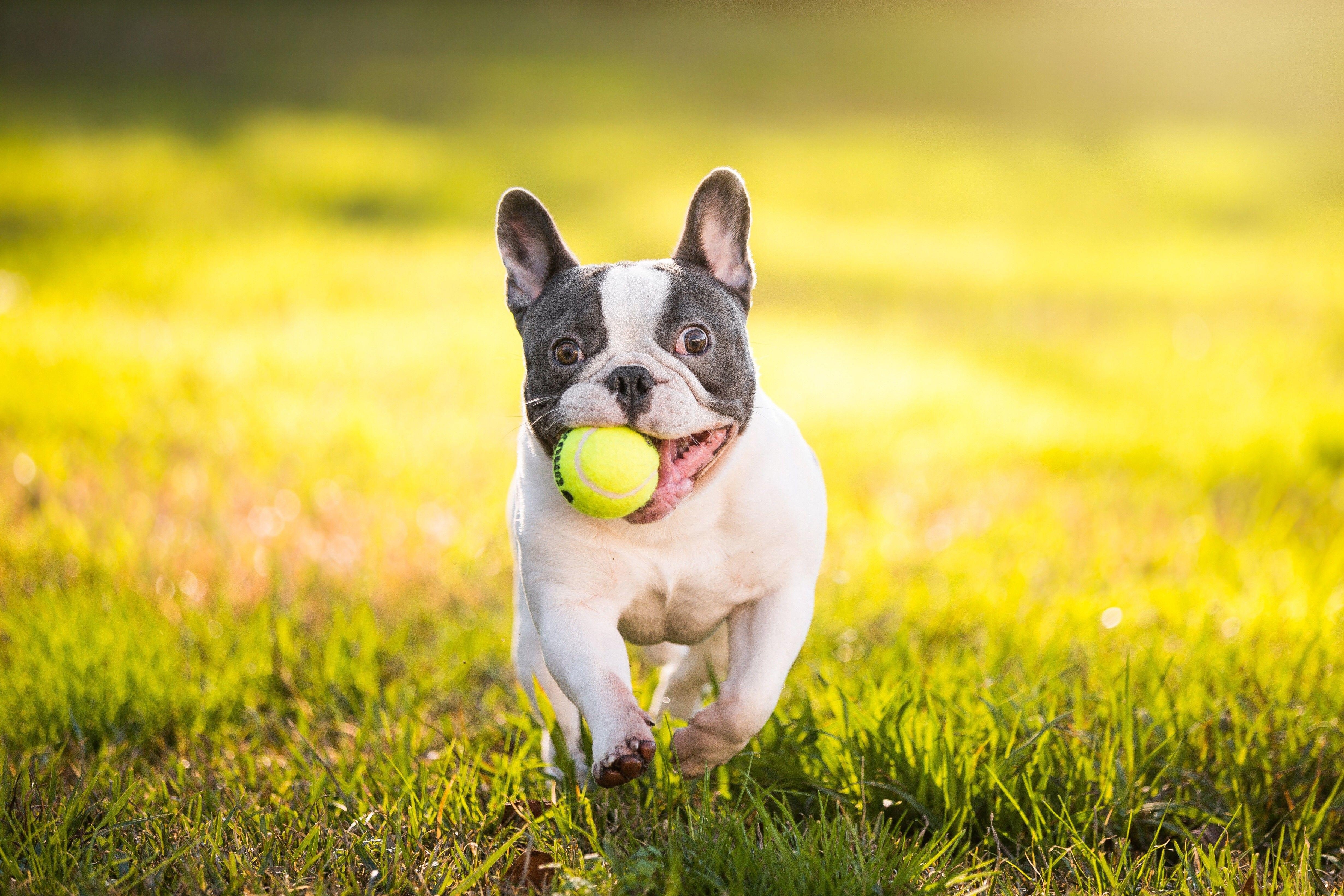 Französische Bulldogge