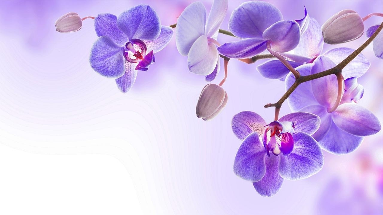 Orchidee