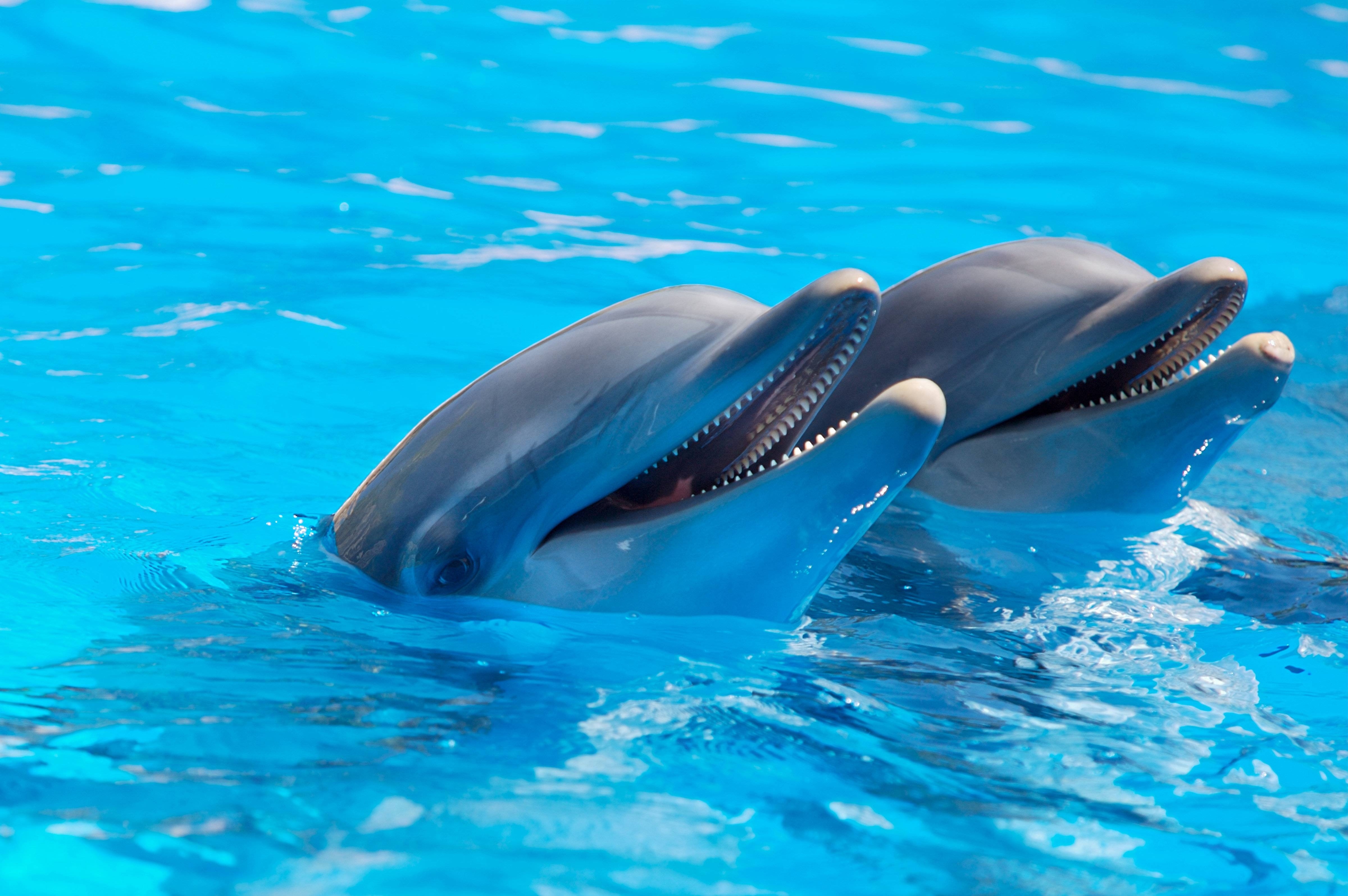 Delfin