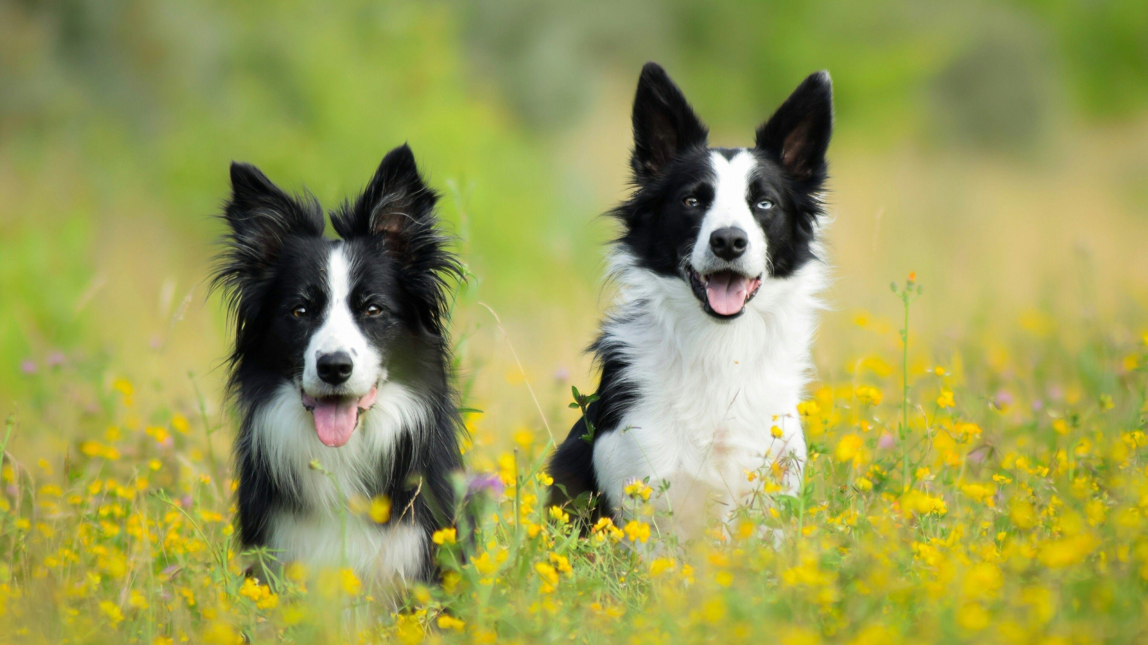 Border Collie