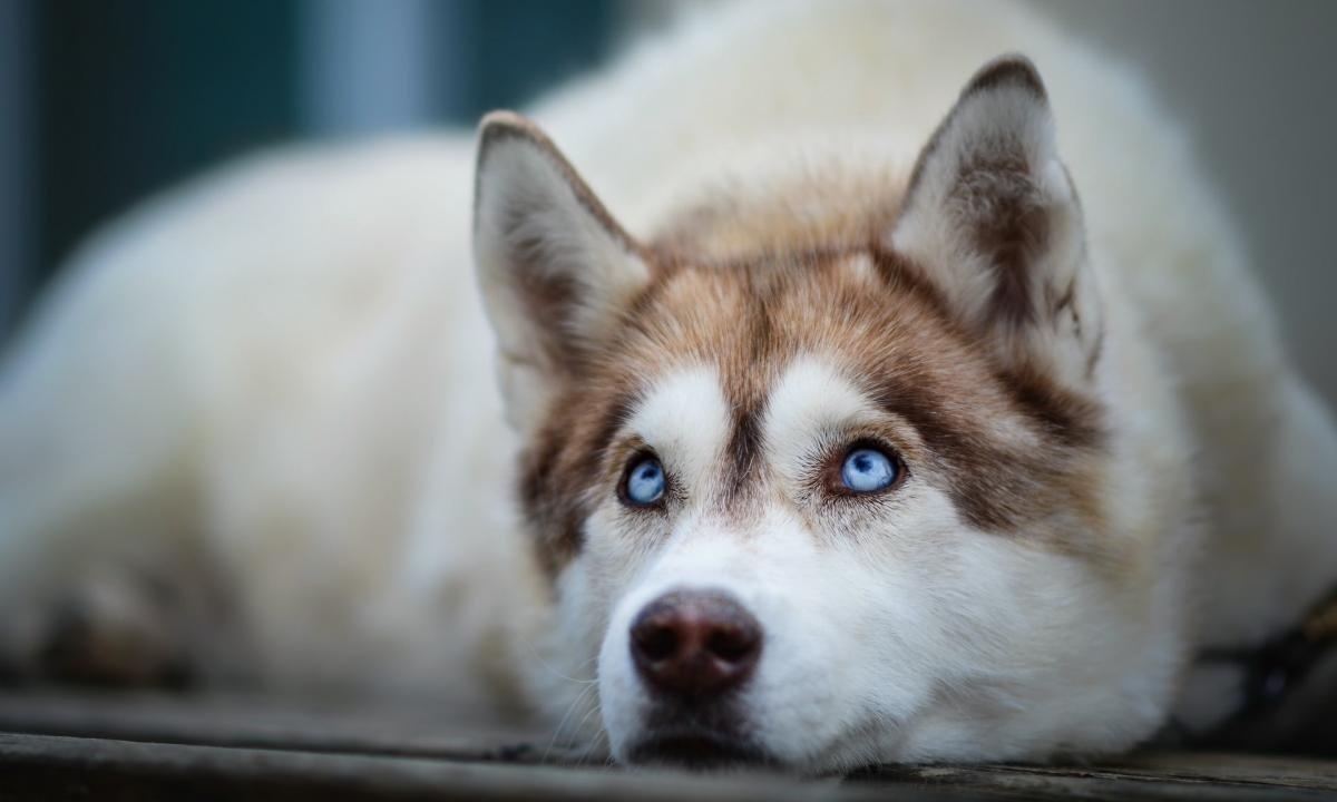 Sibirischer Husky