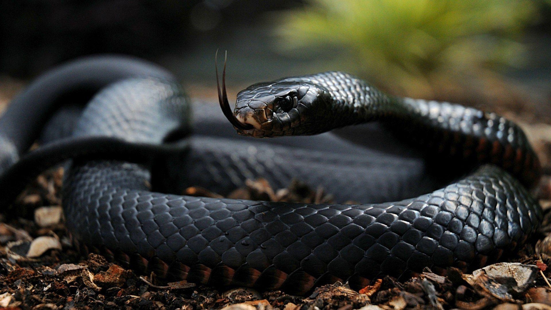 Schwarze Mamba