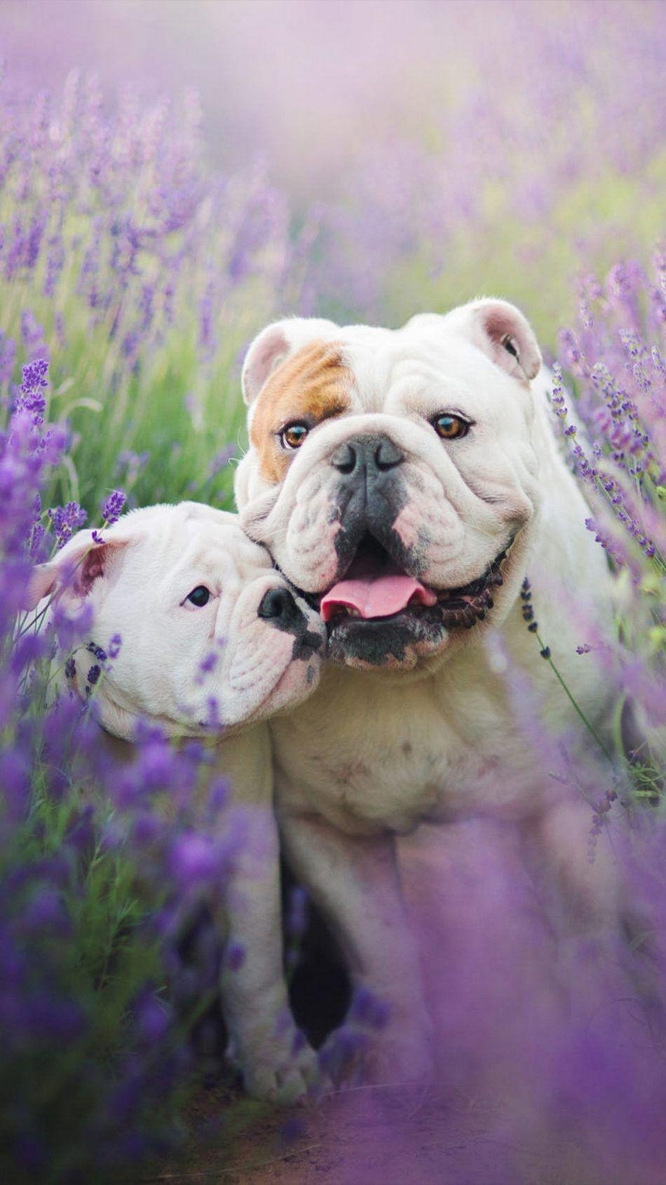 Bulldogge