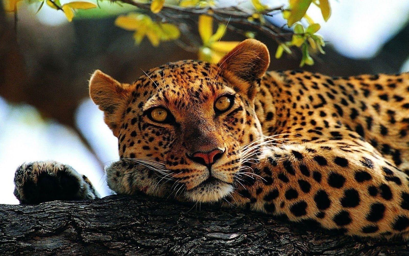 Gepard