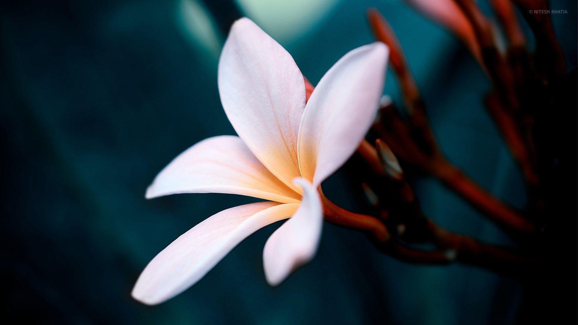 Plumeria