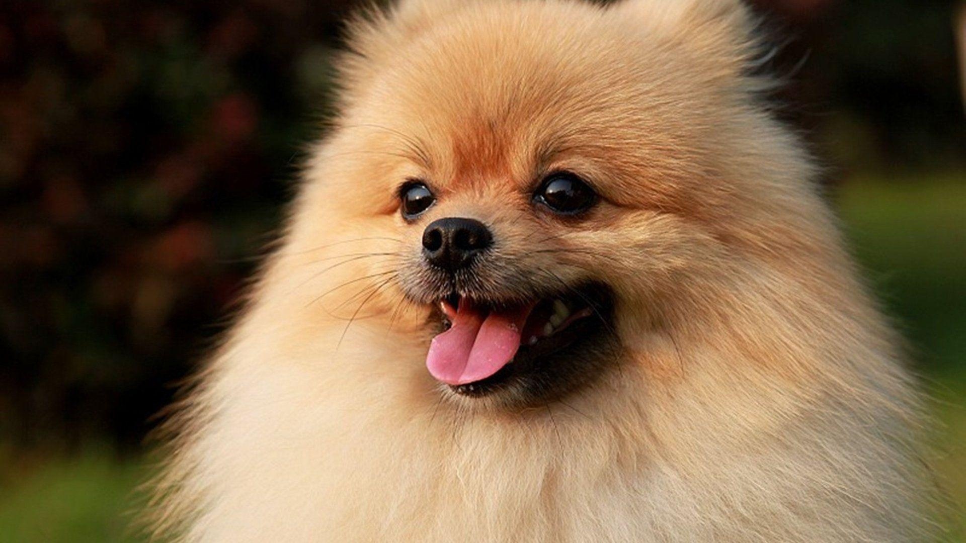 Pomeranian