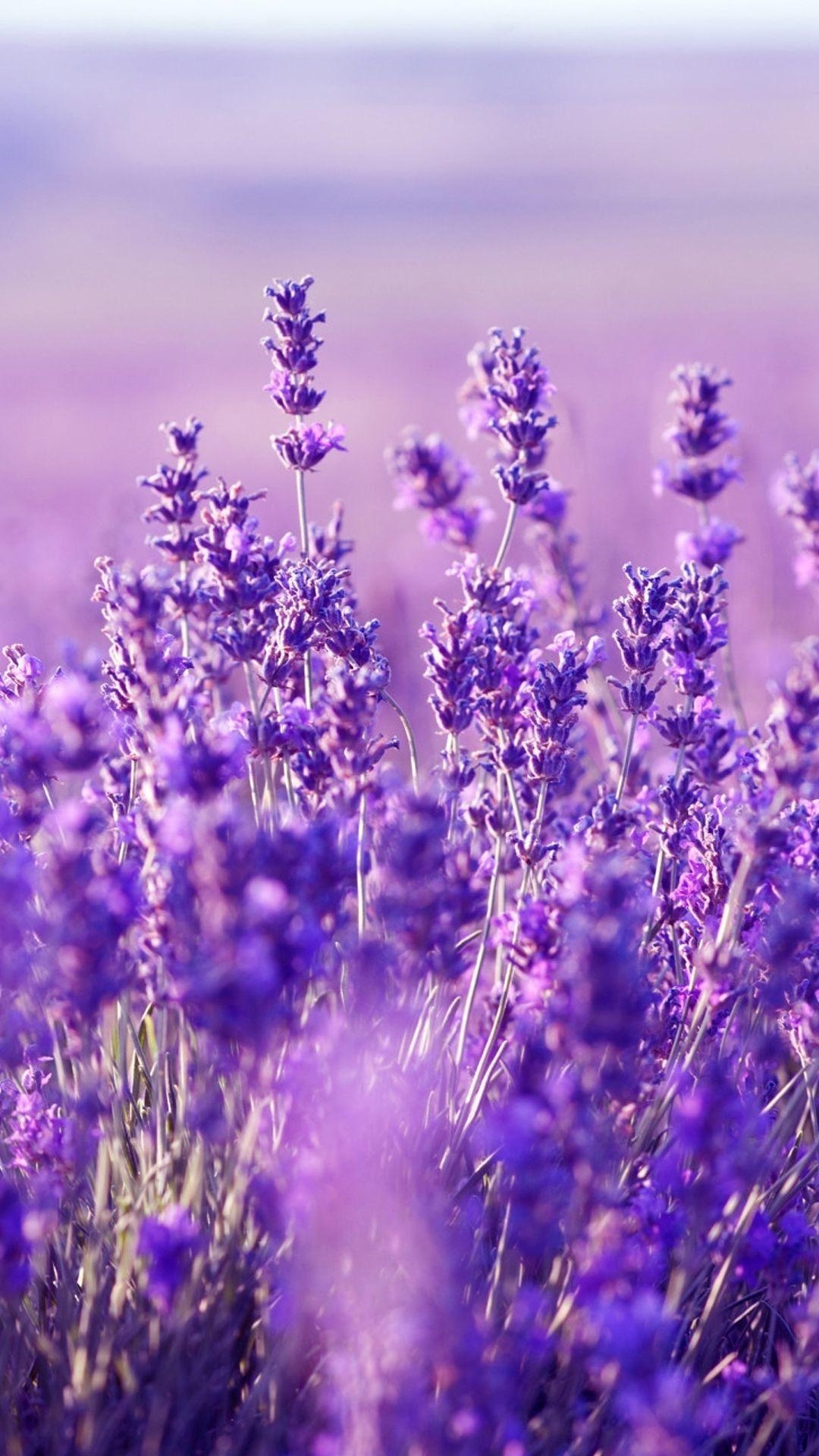 Lavendel