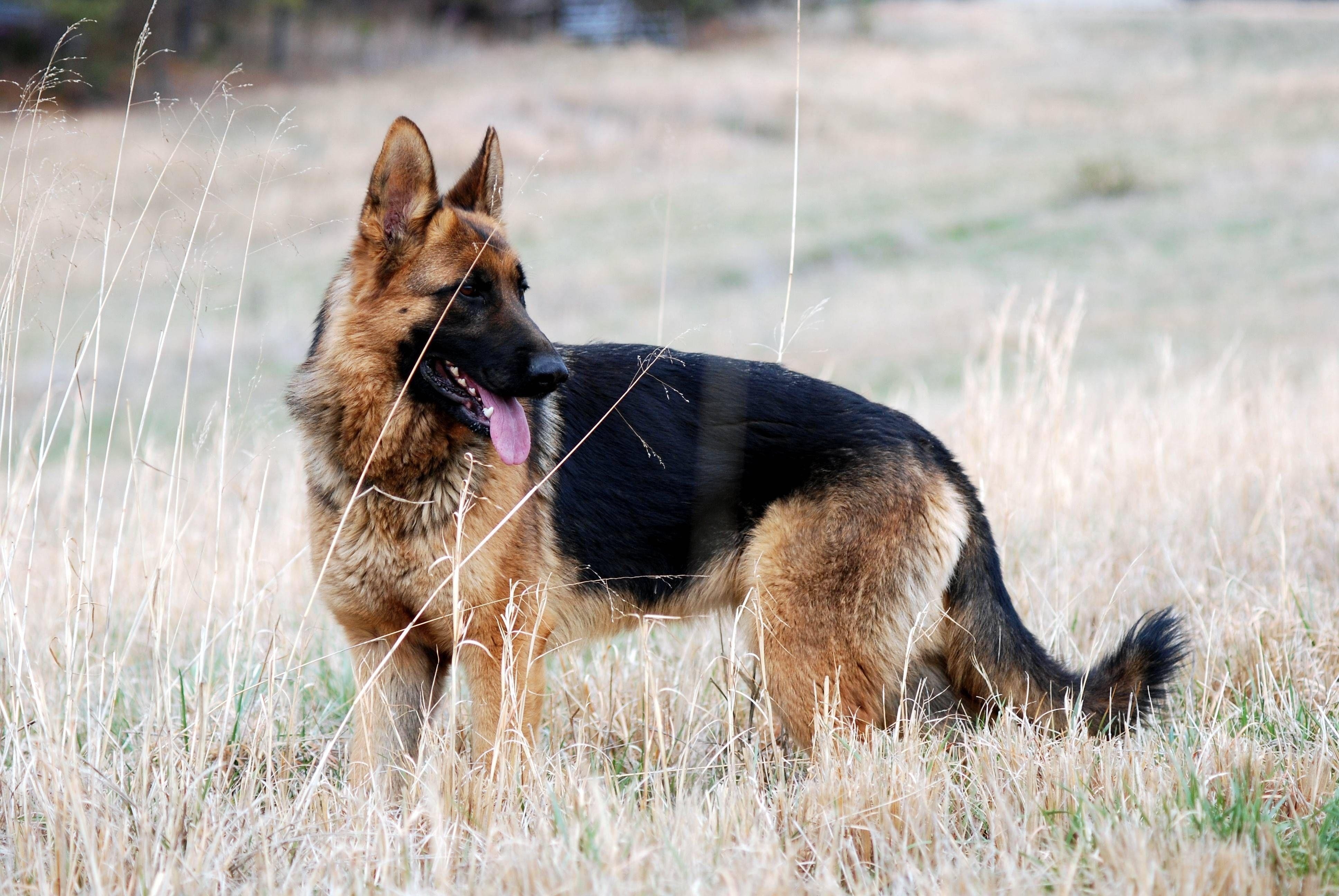 Deutscher Schäferhund