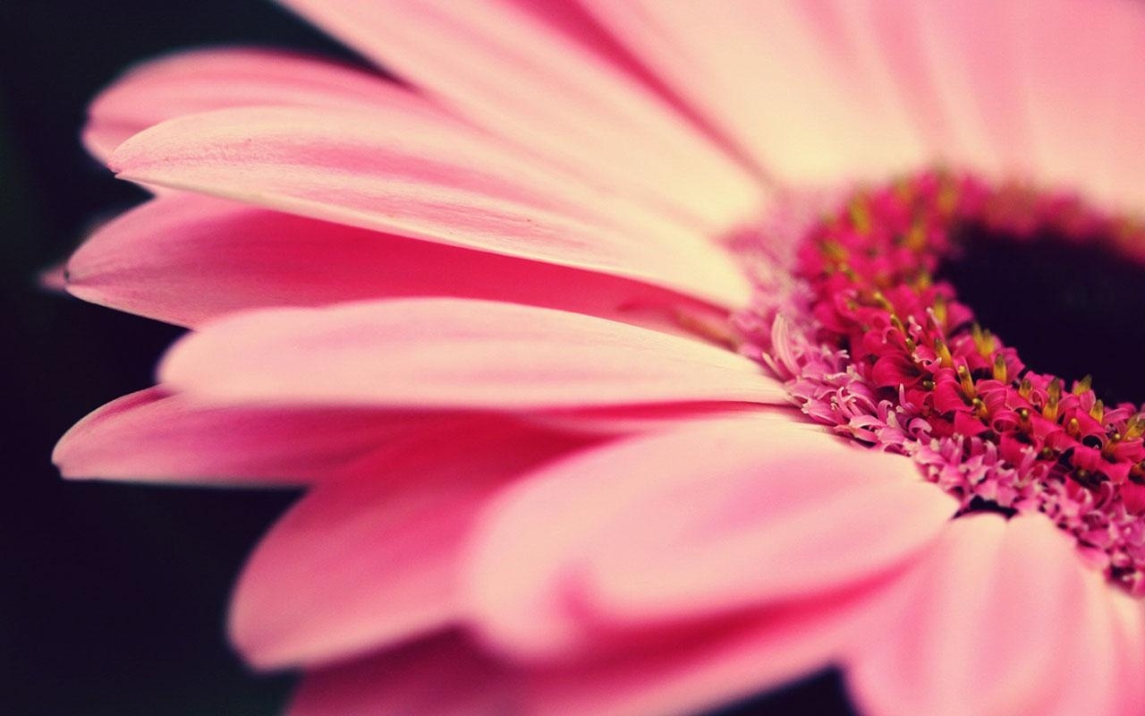 Gerbera Daisy