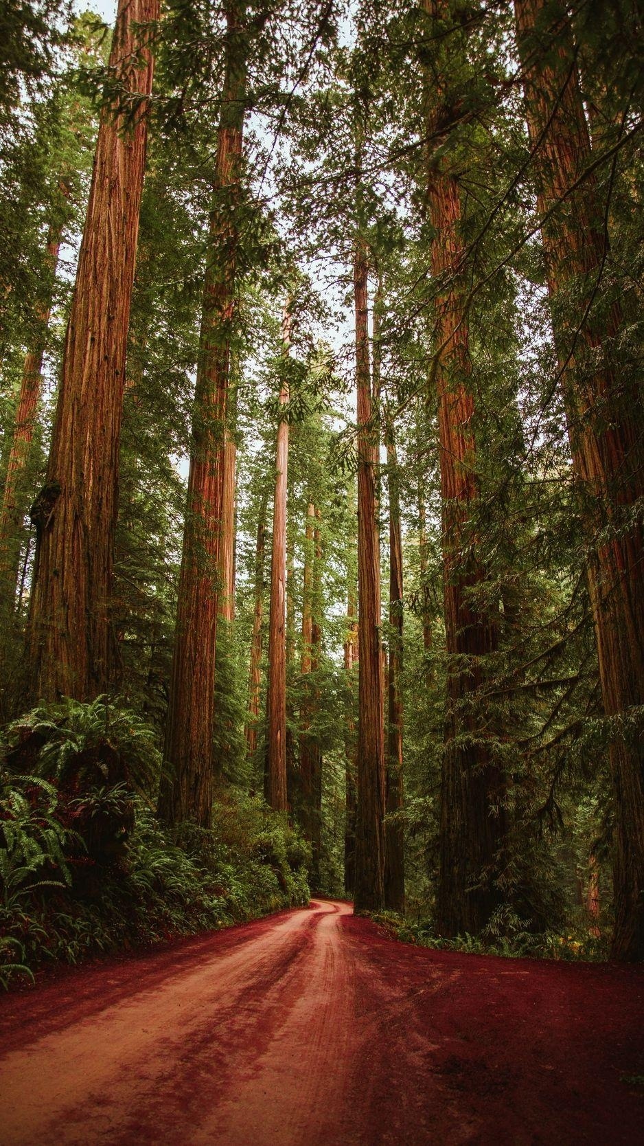 Redwood-Nationalpark