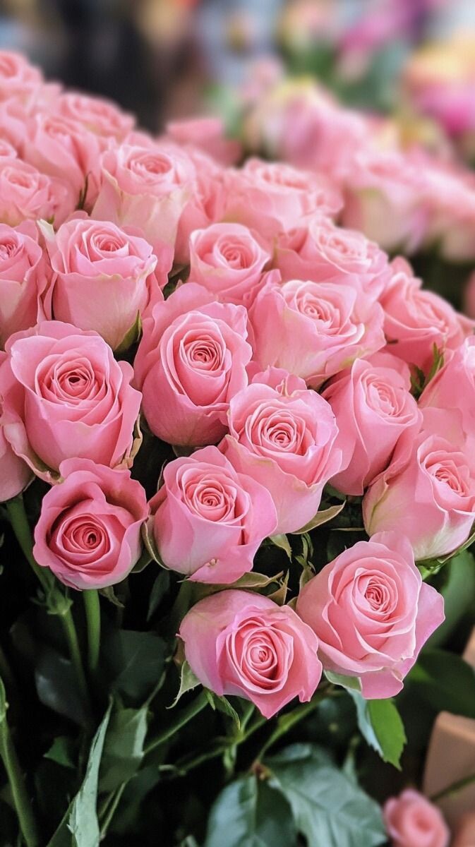 Rosen, HD-Hintergrundbilder, Handy Wallpaper