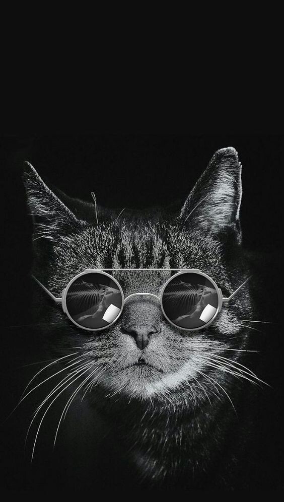 Katze mit Brille, schwarz und weiß, Hd-bilder, Art, SuperWallpaper