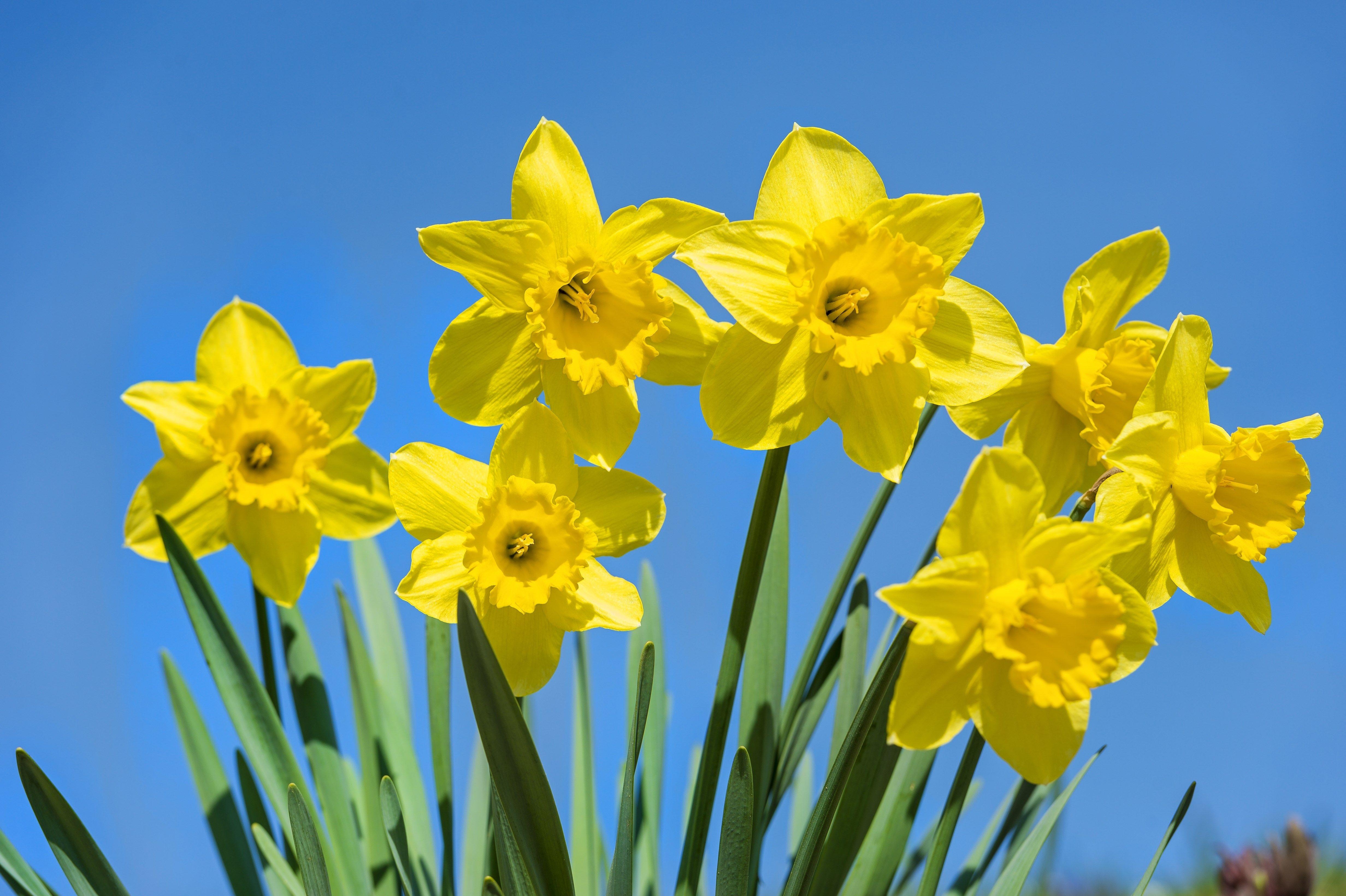 Narzisse, Natur, 4K, Blumenbild, Frühling, 4930x3280 4K Desktop