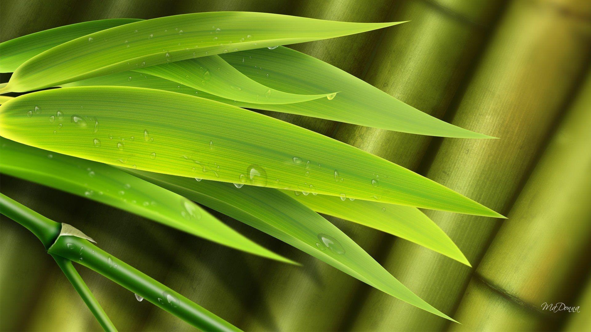 Grüne Blätter, Natur, HD, Wallpaper, Hintergrund, 1920x1080 Full HD Desktop