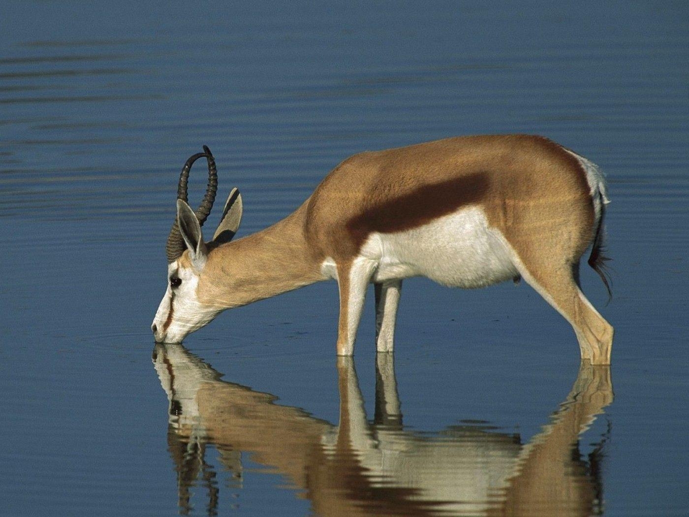 Antilope, Hintergrund, S Wallaperx1050, Bild, Wildtiere, 1400x1050 HD Desktop