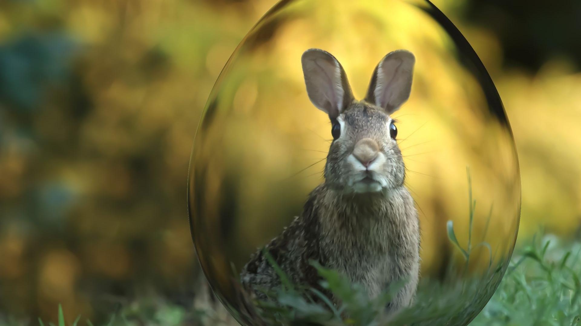 Osterhase, Hintergrund, Studio, HD, Feiertage, 1920x1080 Full HD Desktop