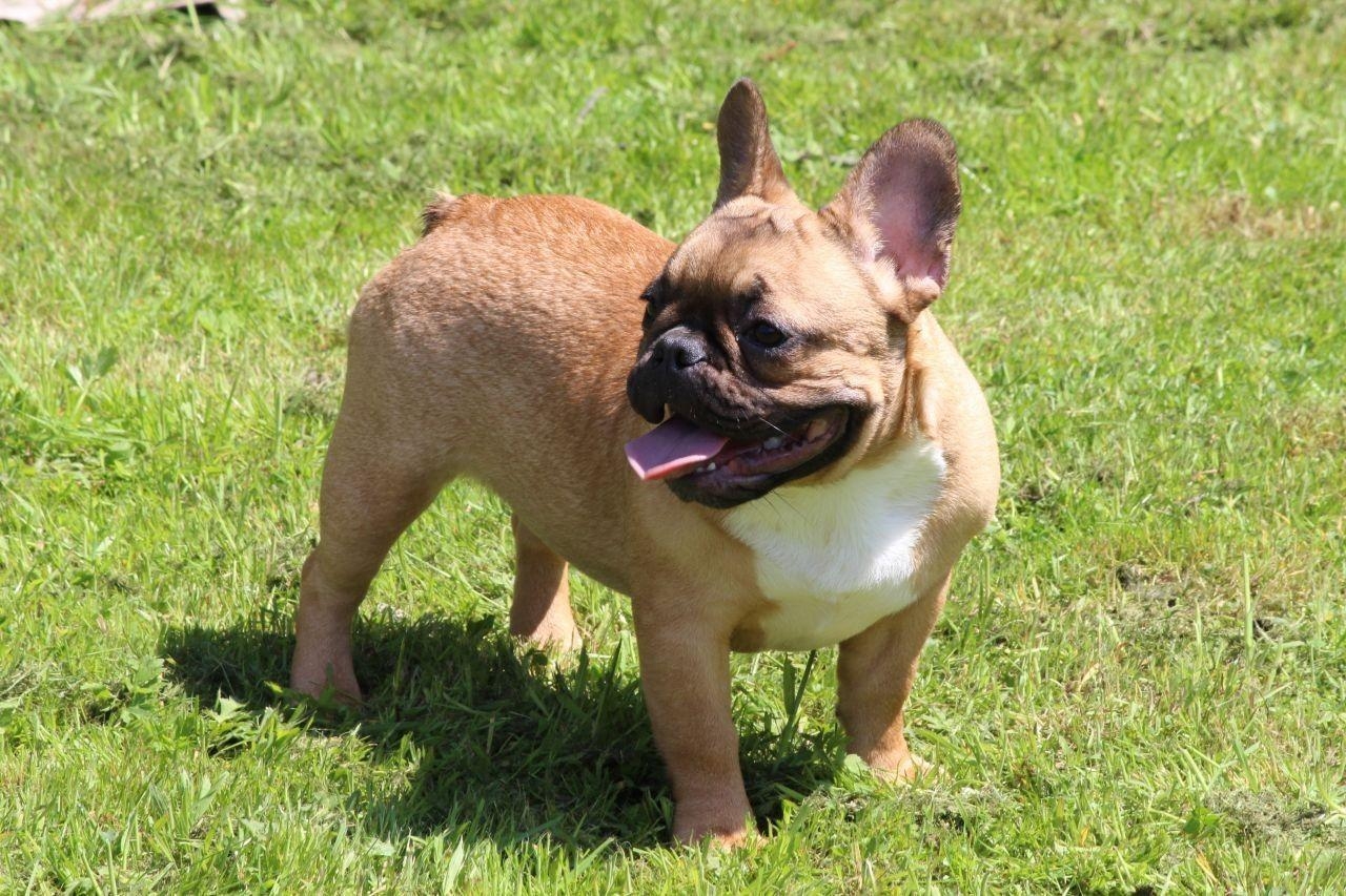 Brauner Welpe, Französische Bulldogge, Desktop, Breitbild, liebenswert, 1280x860 HD Desktop