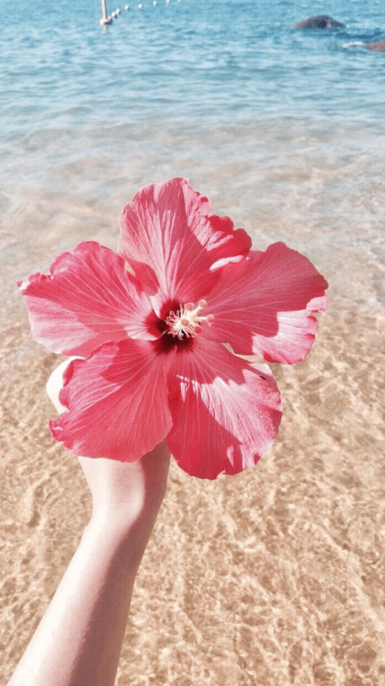 Hibiskus, Sommer, Blühend, Natur, Farbenfroh, 1250x2210 HD Handy