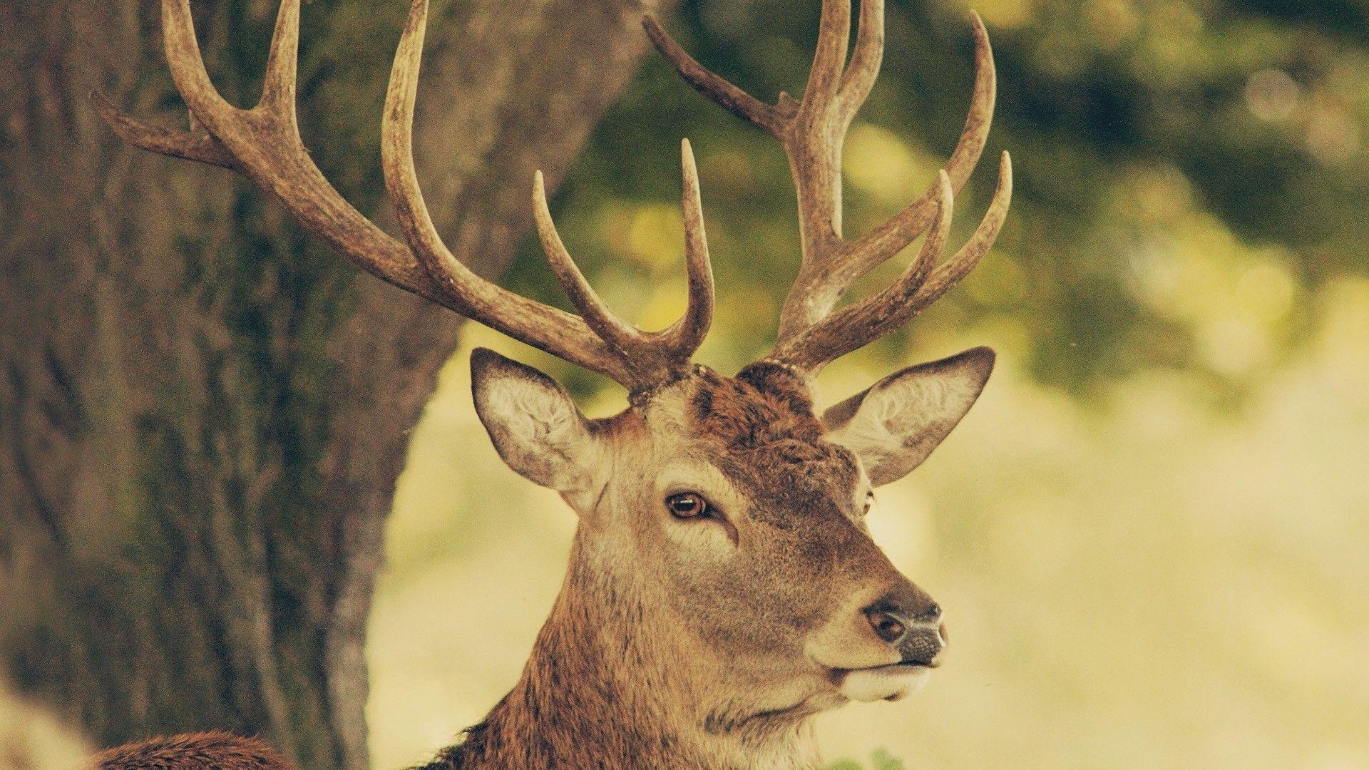 Antilope, Tiere, Hörner, hoher Bildqualität, 1920x1080 Full HD Desktop