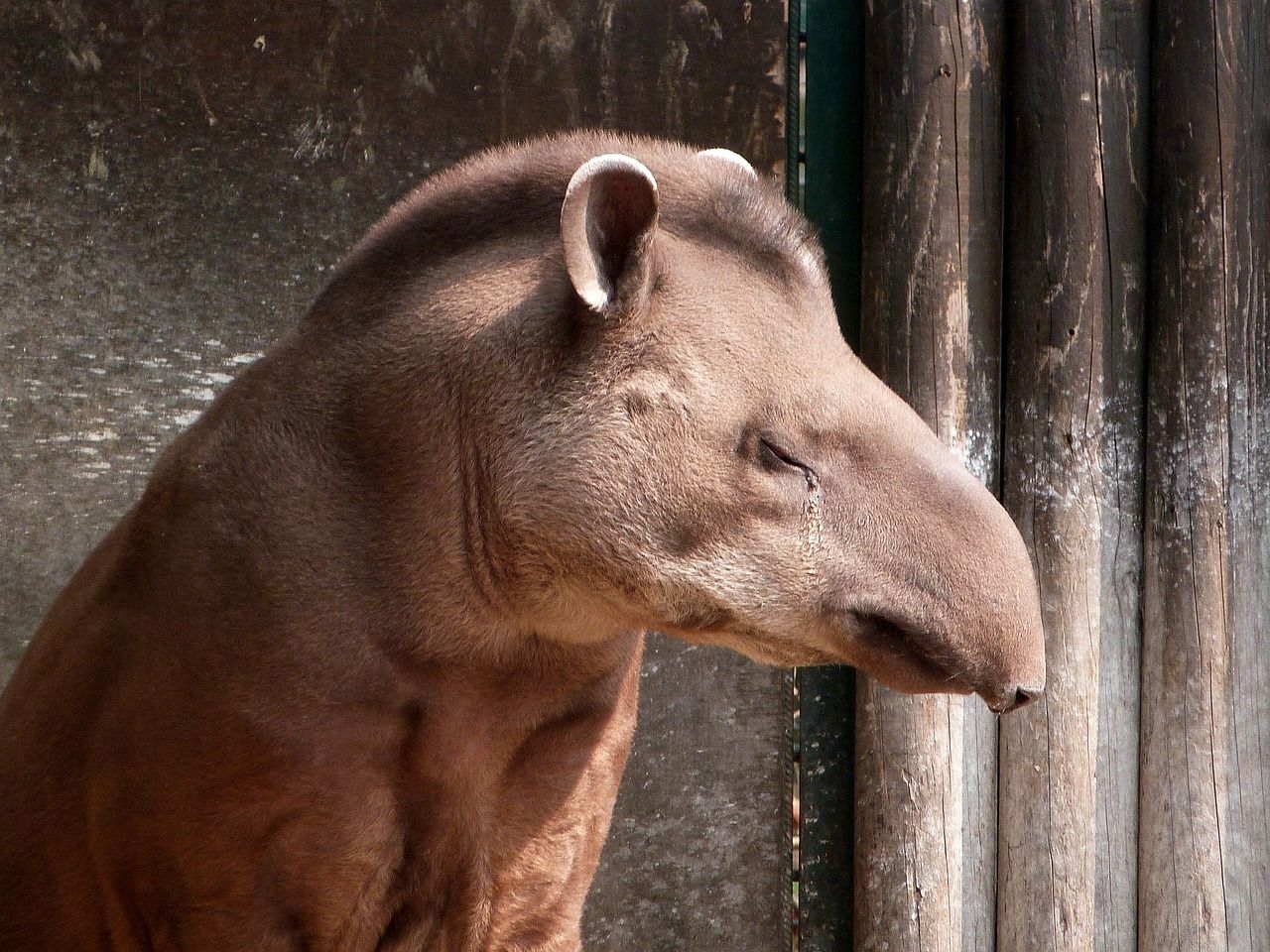 Kostenlos, Tapir, Tierbild, Natur, Exotisch, 1280x960 HD Desktop