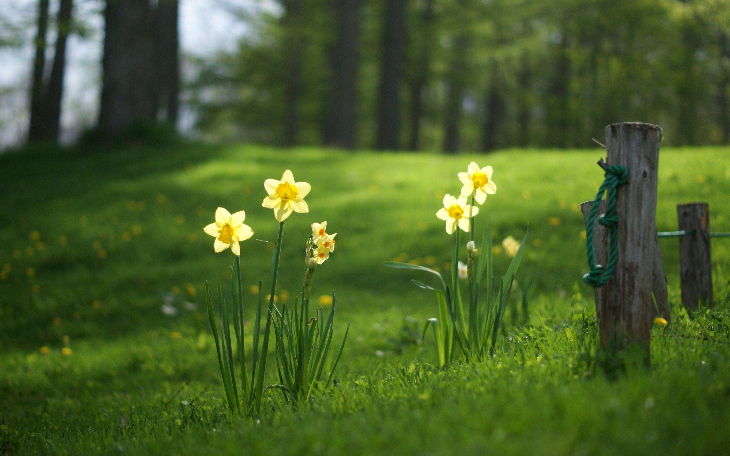 Narzissen, HD, Naturbilder, Frühlingsblumen, Hintergrund, 2560x1600 HD Desktop