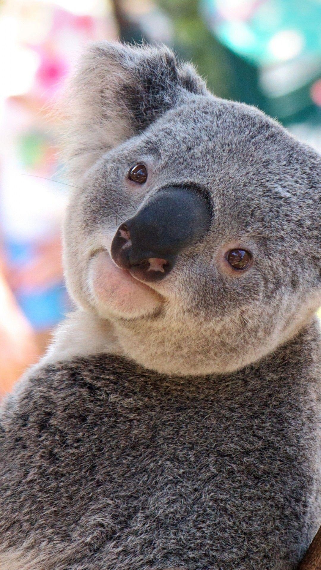 Koala, HD, Hintergrund, Tier, Natur, 1080x1920 Full HD Handy