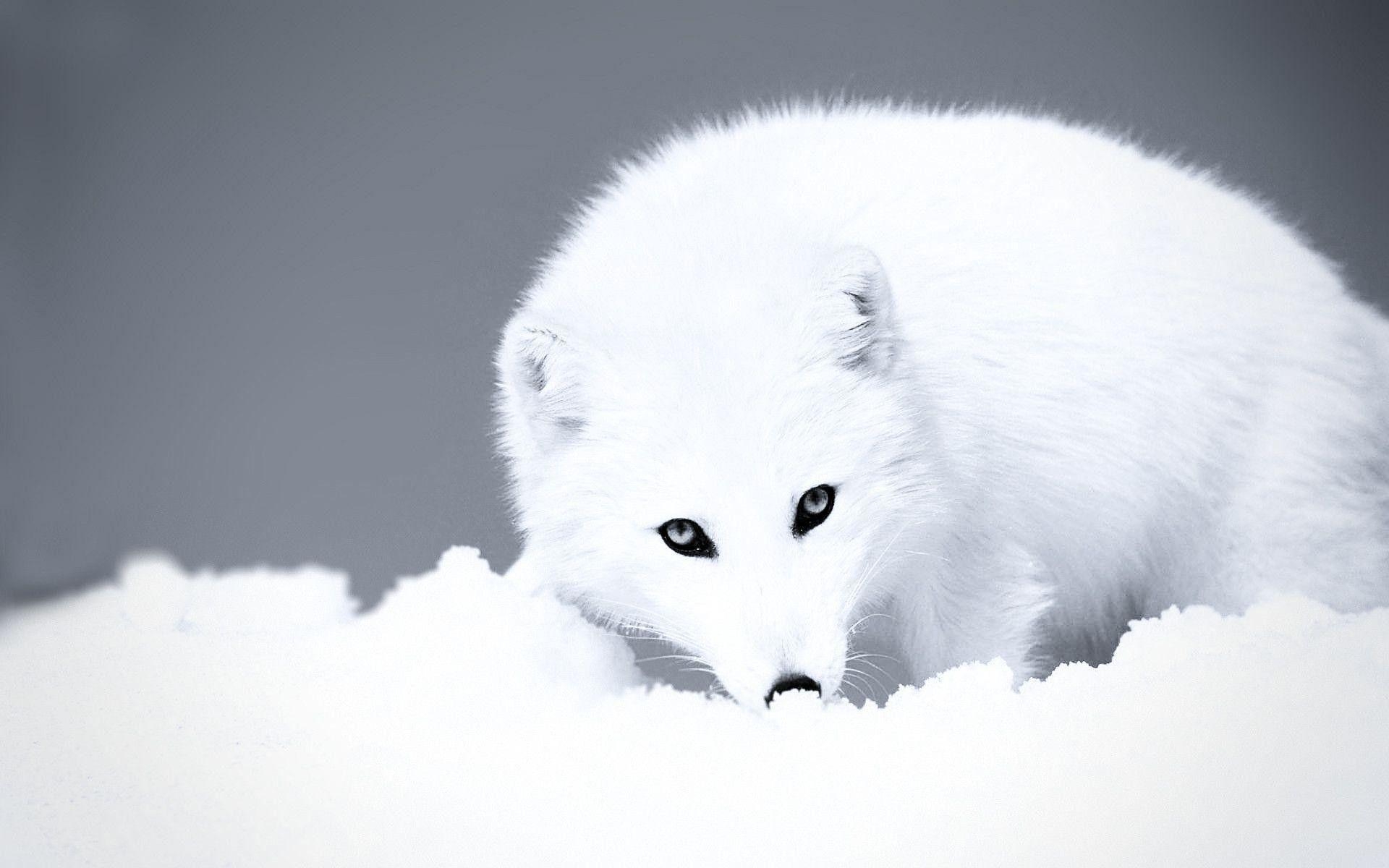 Arktischer Fuchs, Winter, Tierwelt, Polar, Schnee, 1920x1200 HD Desktop