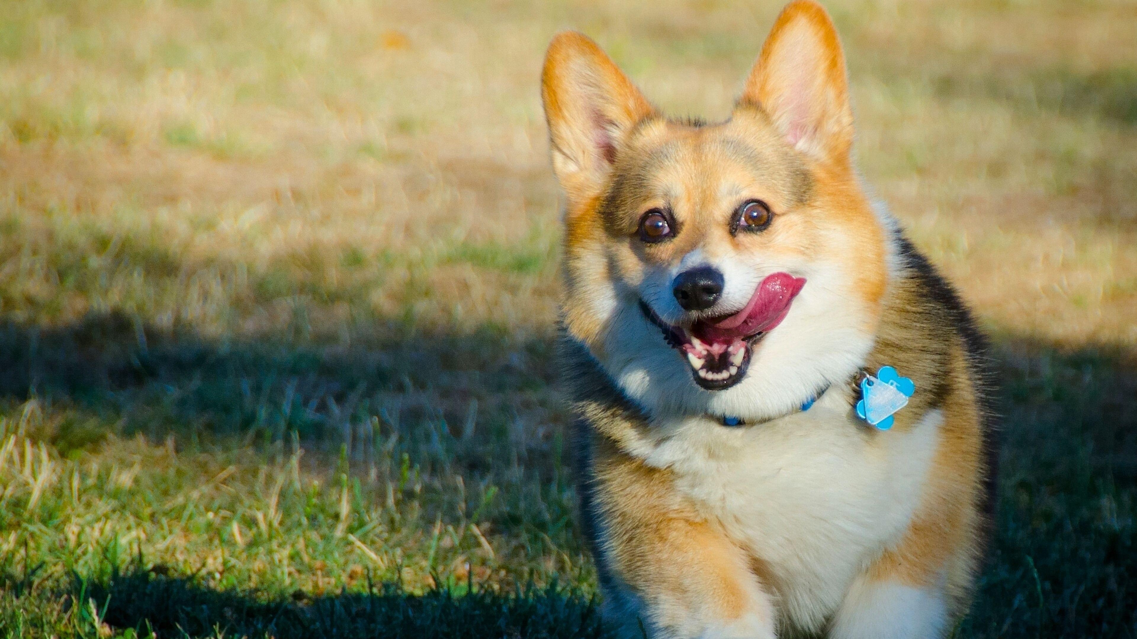 Corgi, HD Hintergrund, Hund, Tier, Niedlich, 3840x2160 4K Desktop