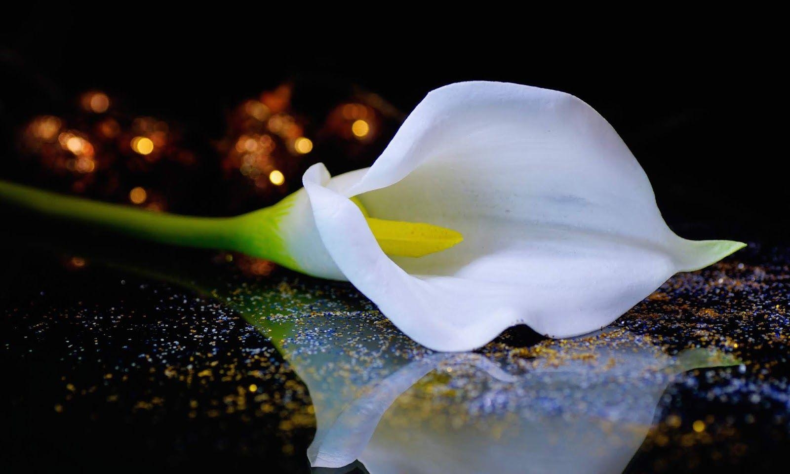 Calla-Lilie, HD, Hintergrund, Blume, Natur, 1600x960 HD Desktop