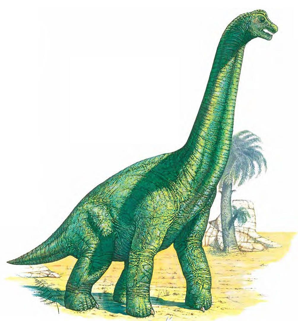 Brachiosaurus, Dinosaurier, Jura, Fossil, Tier, 1010x1080 HD Handy