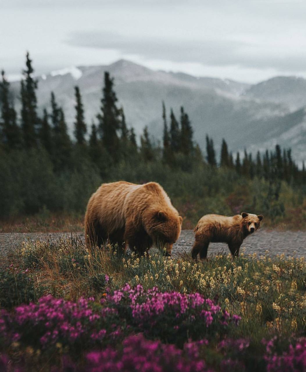 Grizzlybären, Bild, Tier, Wildnis, Natur, 1060x1280 HD Handy