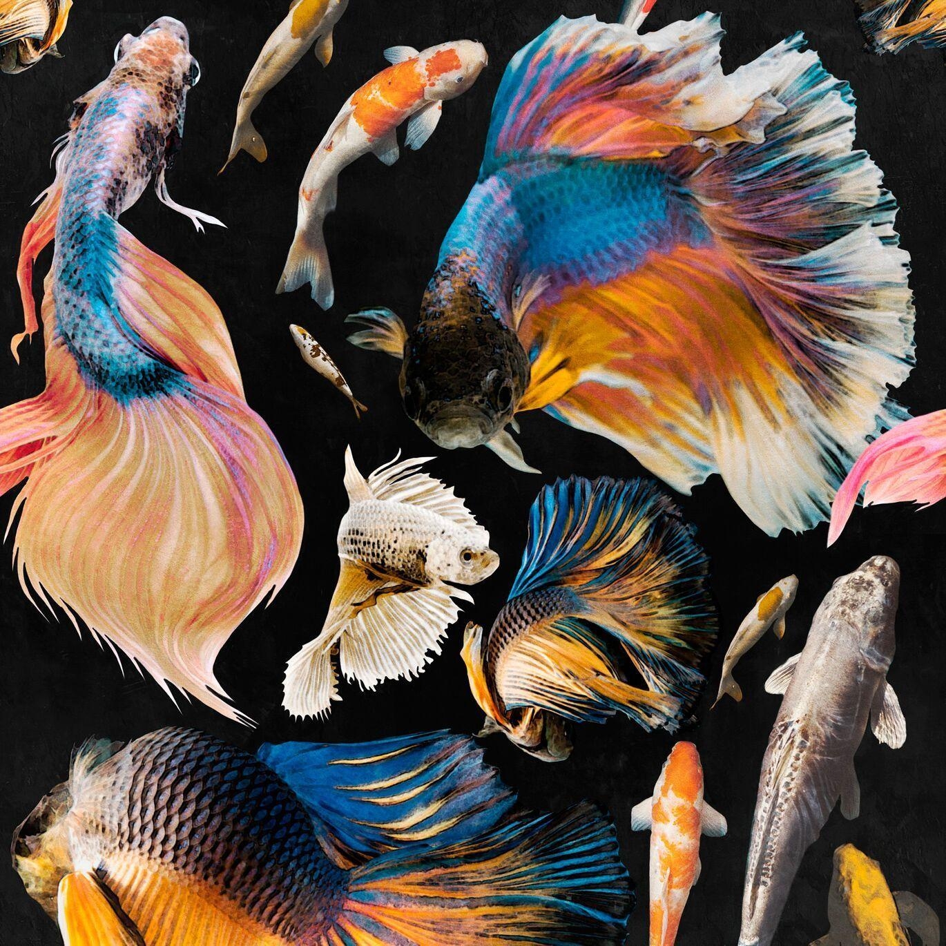 Goldfisch, Hintergrundbild, Aquarium, Wasser, Tier, 1370x1370 HD Handy