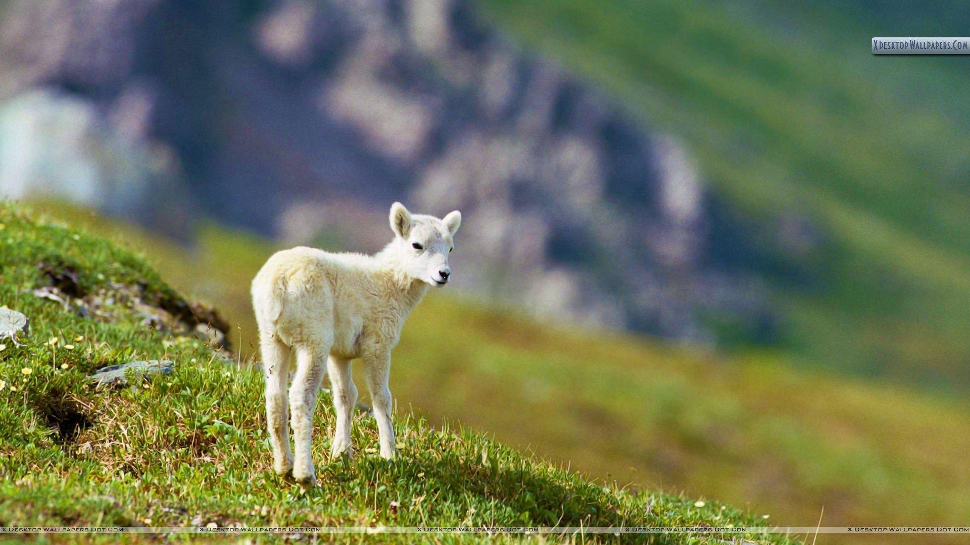 Schafe, Tiere, Herde, Wiesen, Lämmer, 1920x1080 Full HD Desktop