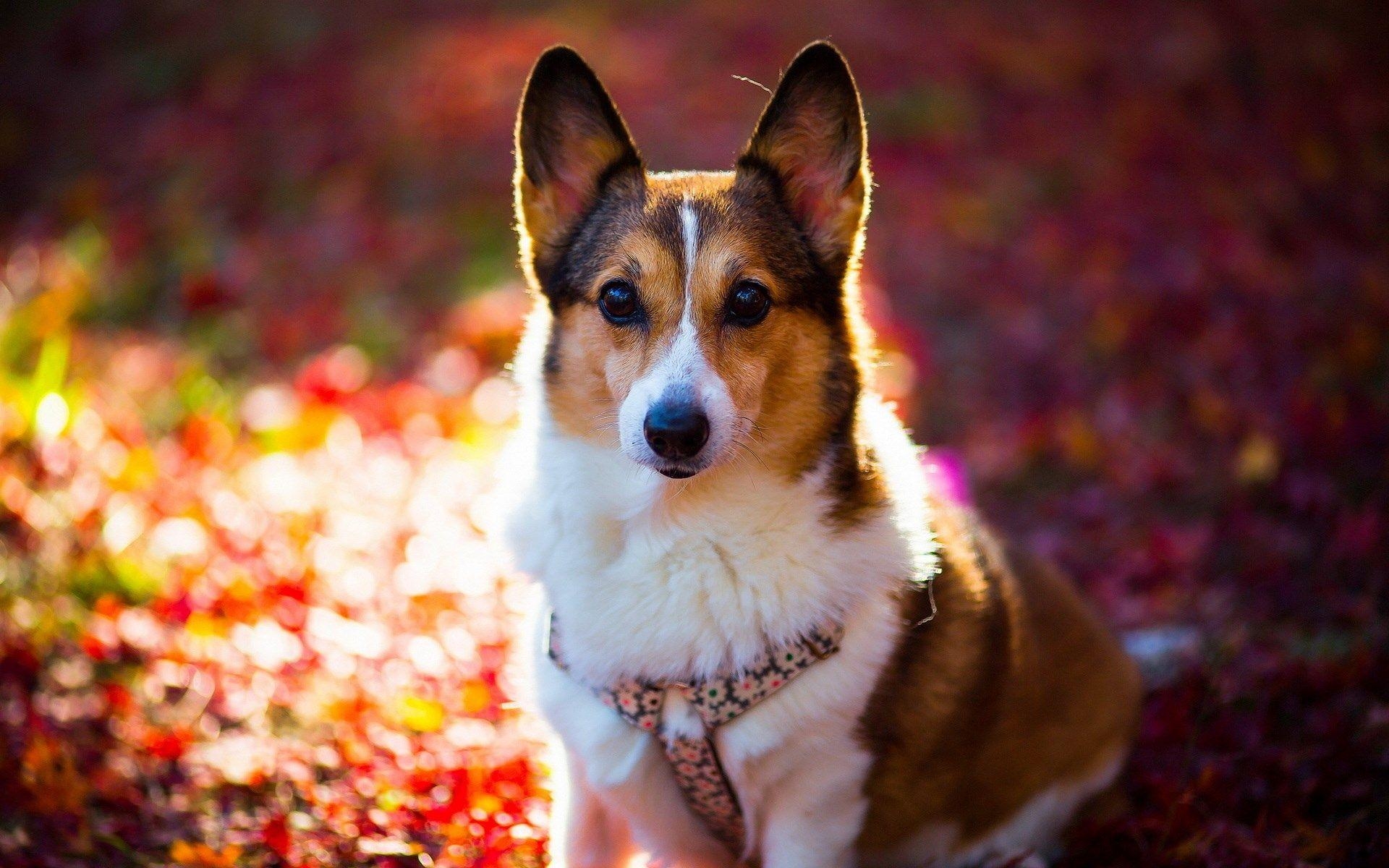 Corgi, Niedliche Hunde, HD, Hund, Hintergrund, 1920x1200 HD Desktop