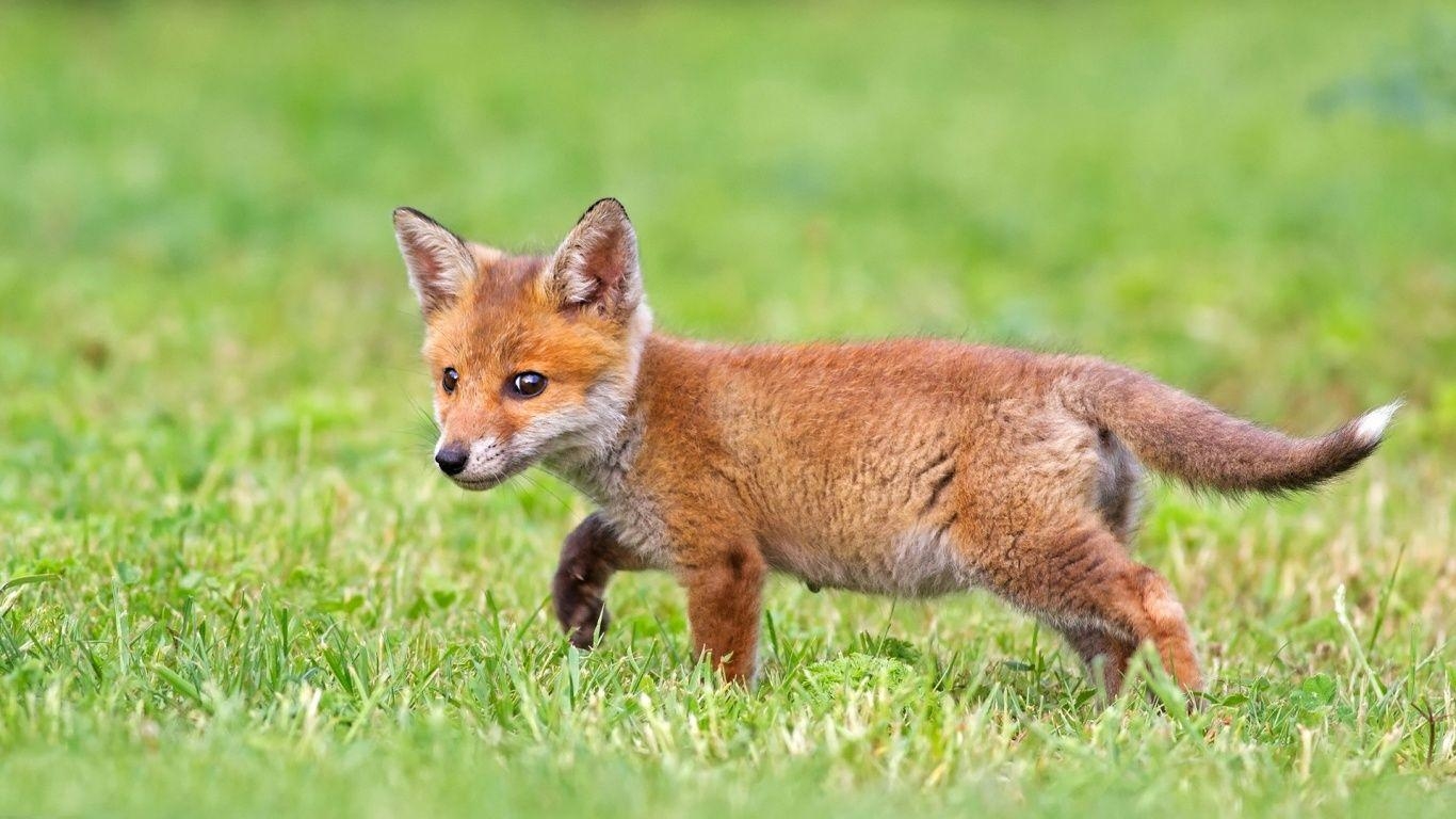 Babyfuchs, Bild, Tierwelt, Jungtiere, Füchse, 1370x770 HD Desktop