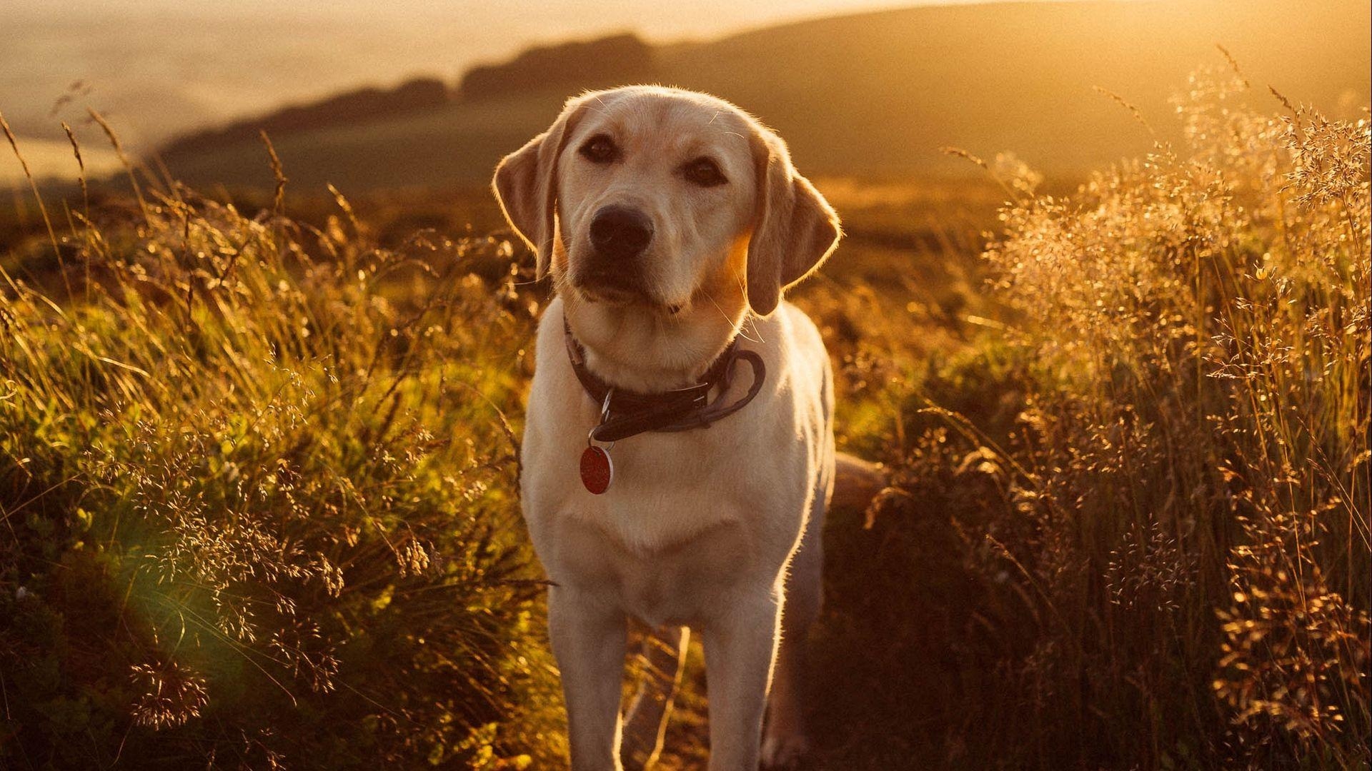 Labrador, Hund, Gras, Sonnenuntergang, Retriever, 1920x1080 Full HD Desktop