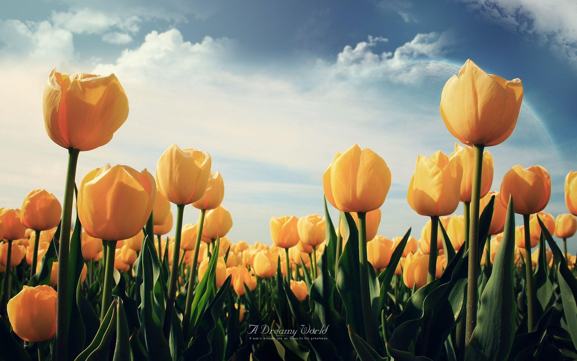 Tulpe Natur, gelb, Blumen, Frühlingshintergrund, 1920x1200 HD Desktop