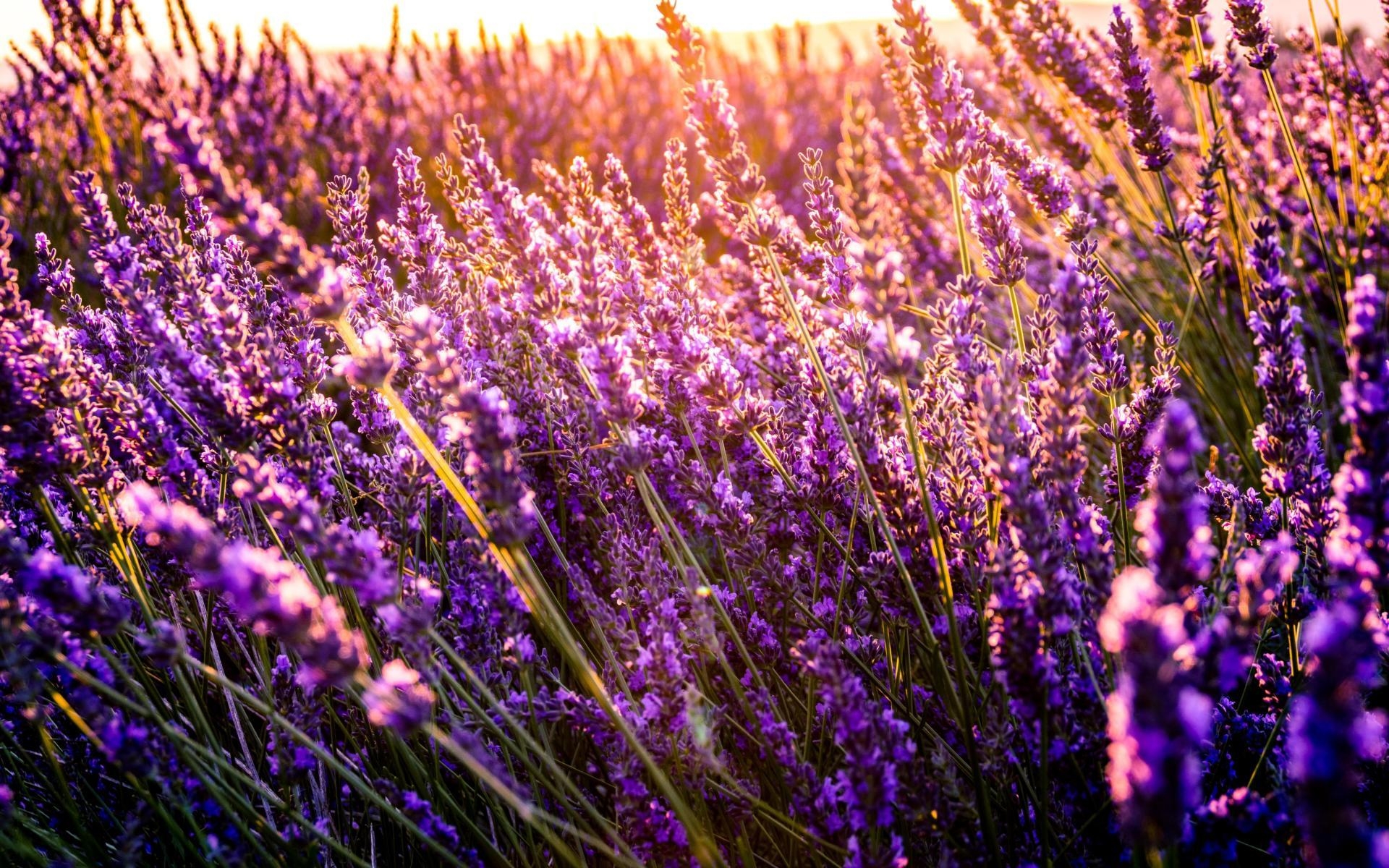 Lavendel, Natur, HD, Lila, Hintergrund, 1920x1200 HD Desktop