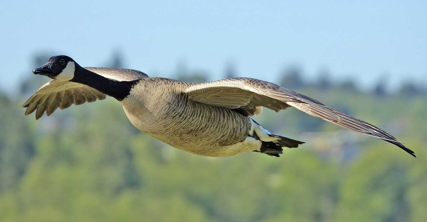 Wilde Gänse, Natur, Wallpaper, Vögel, Tiere, 1440x750 HD Desktop