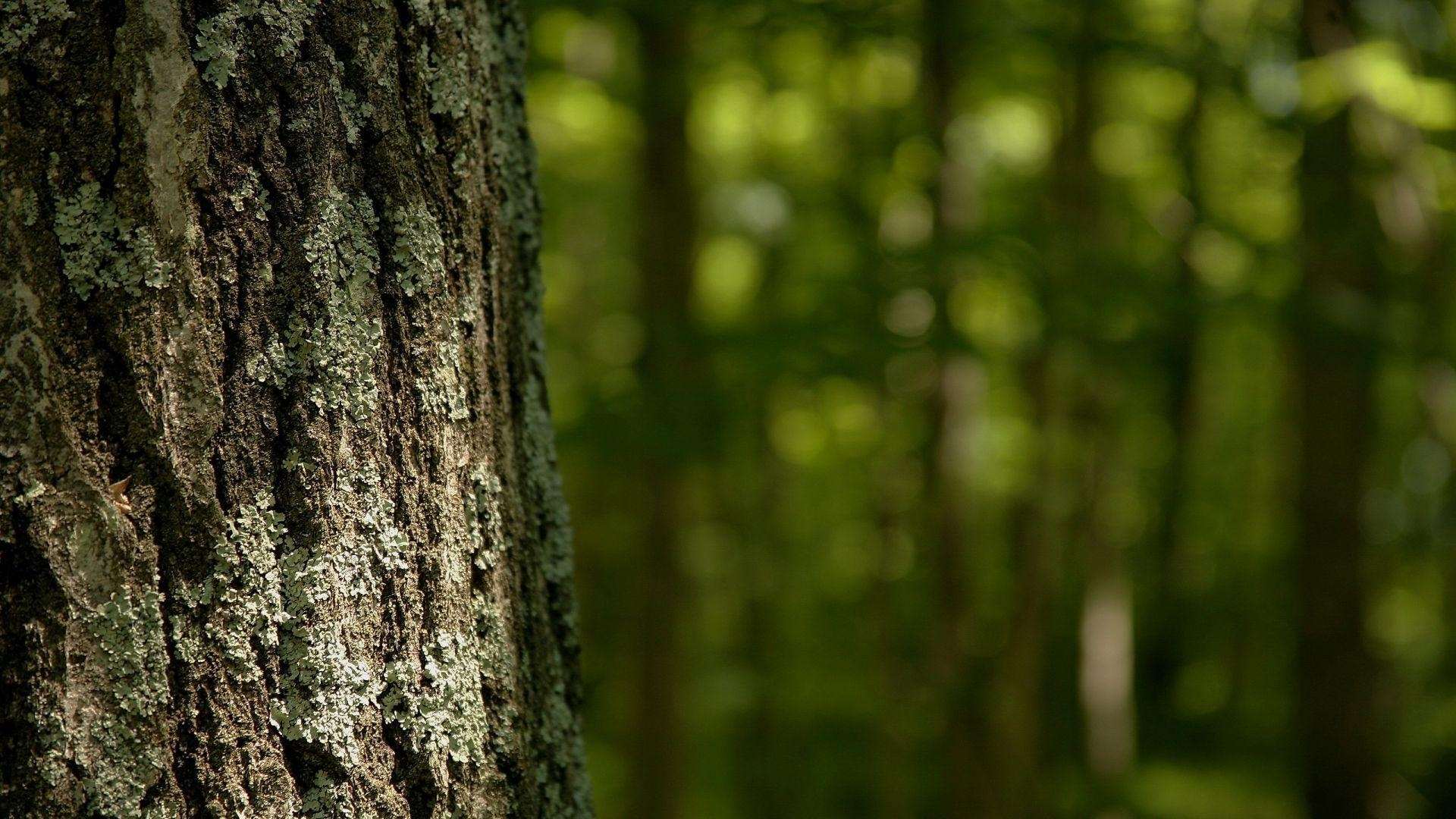 Nahaufnahme, Baum, HD, Natur, Detail, 1920x1080 Full HD Desktop