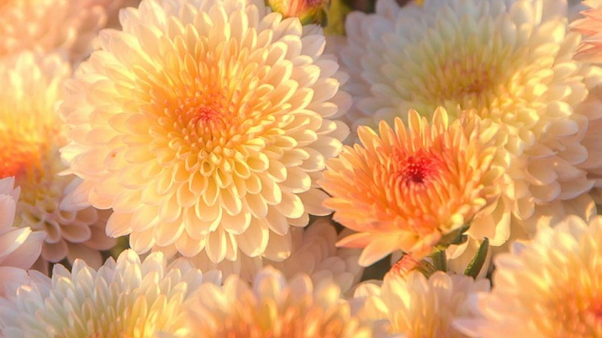 Chrysantheme, Herbst, Mütter, Hintergrund, Blumen, 1920x1080 Full HD Desktop