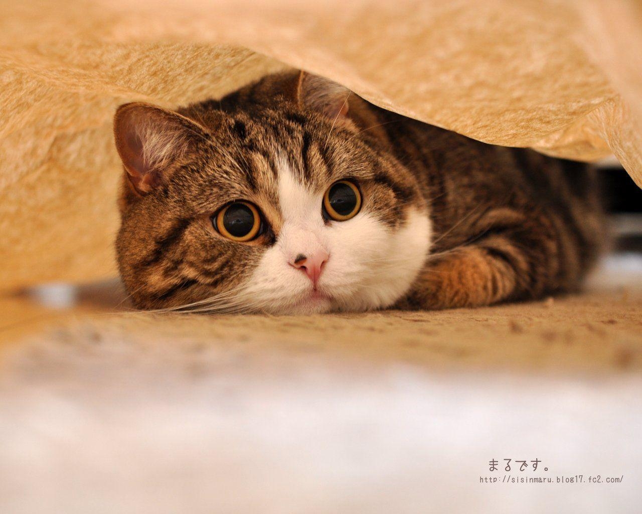 Maru Katze, Japan, Niedlich, Bekannte Katze, Haustier, 1280x1030 HD Desktop