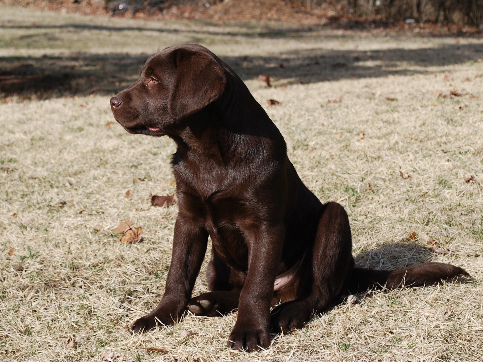 Labrador Retriever, Hintergrund, Hund, Tiere, 2050x1540 HD Desktop