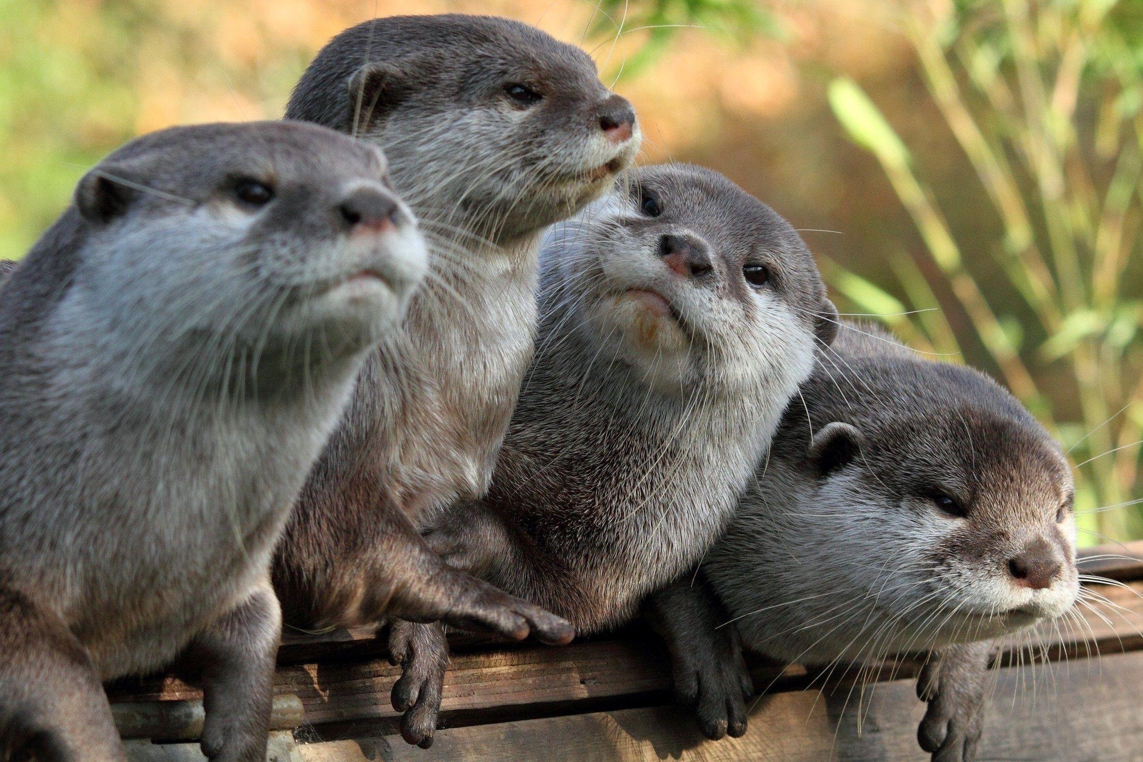 Junger Otter, Baby, Tier, Niedlich, Meer, 2250x1510 HD Desktop