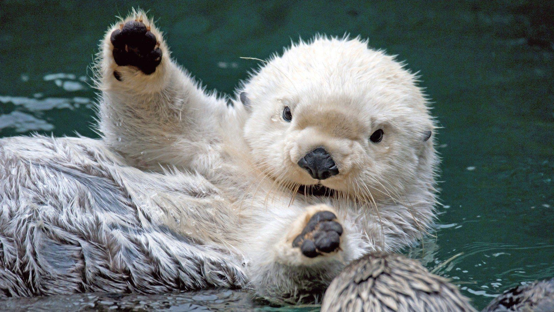 Otter, Tiere, HD Bild, Natur, Säugetier, 1920x1080 Full HD Desktop