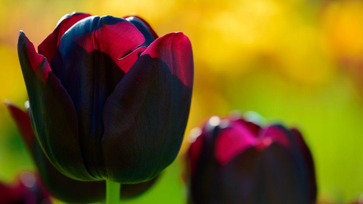 Tulpe Natur, schwarz, Pierre Lagarde, Kunst, Hintergrund, 1200x670 HD Desktop