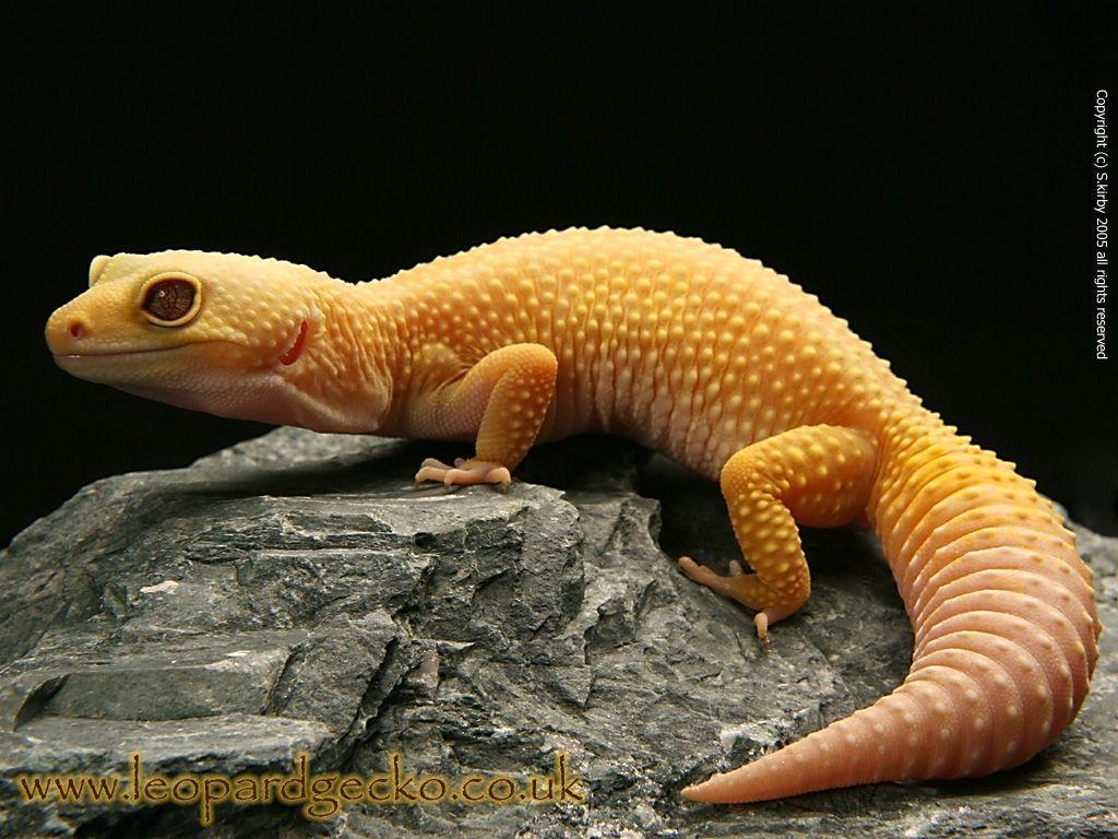 PX Leopardgecko Hintergrundbild, 1030x770 HD Desktop