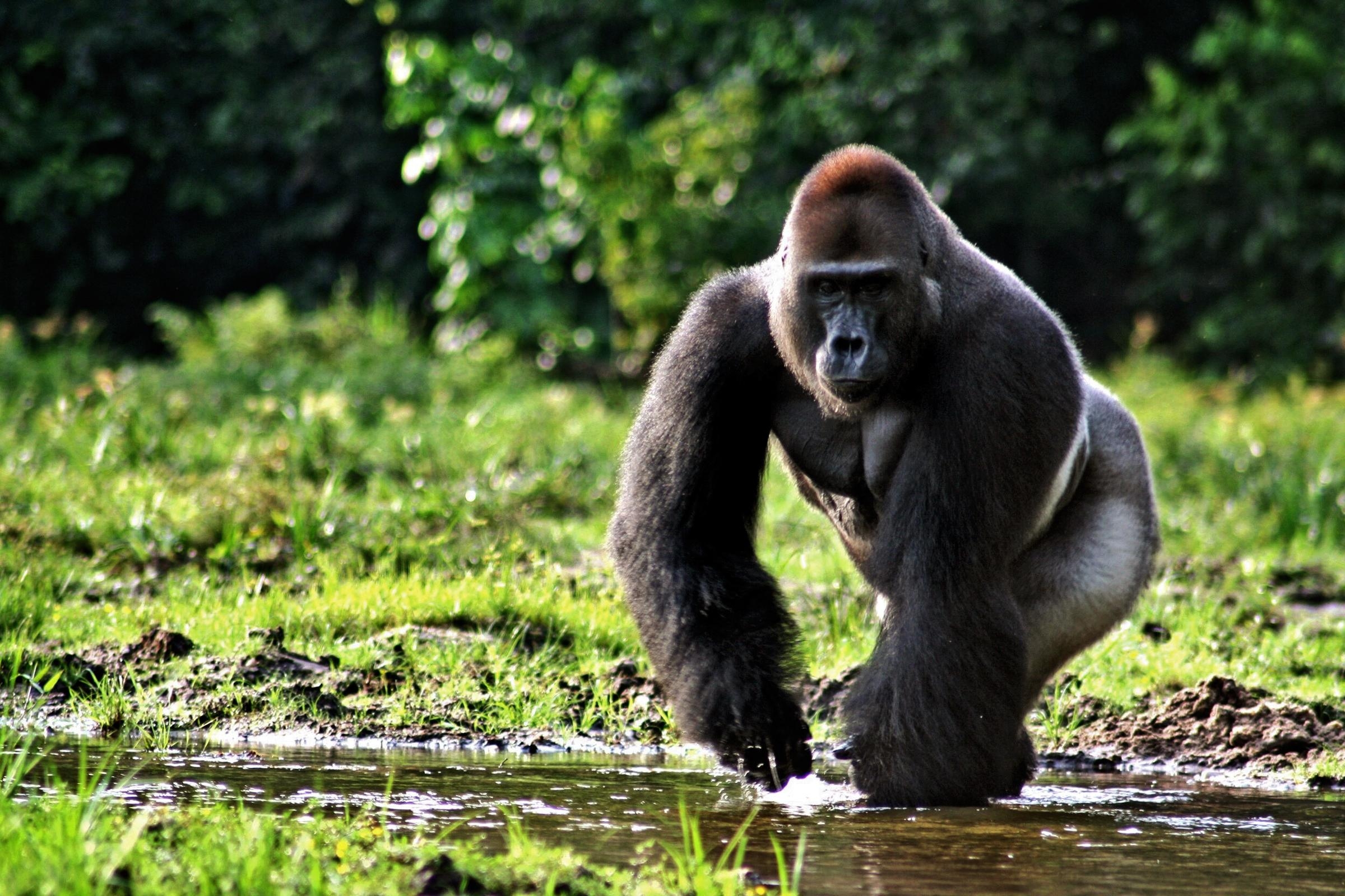 Gorilla, wütend, Kampf, HD, Bild, 2400x1600 HD Desktop