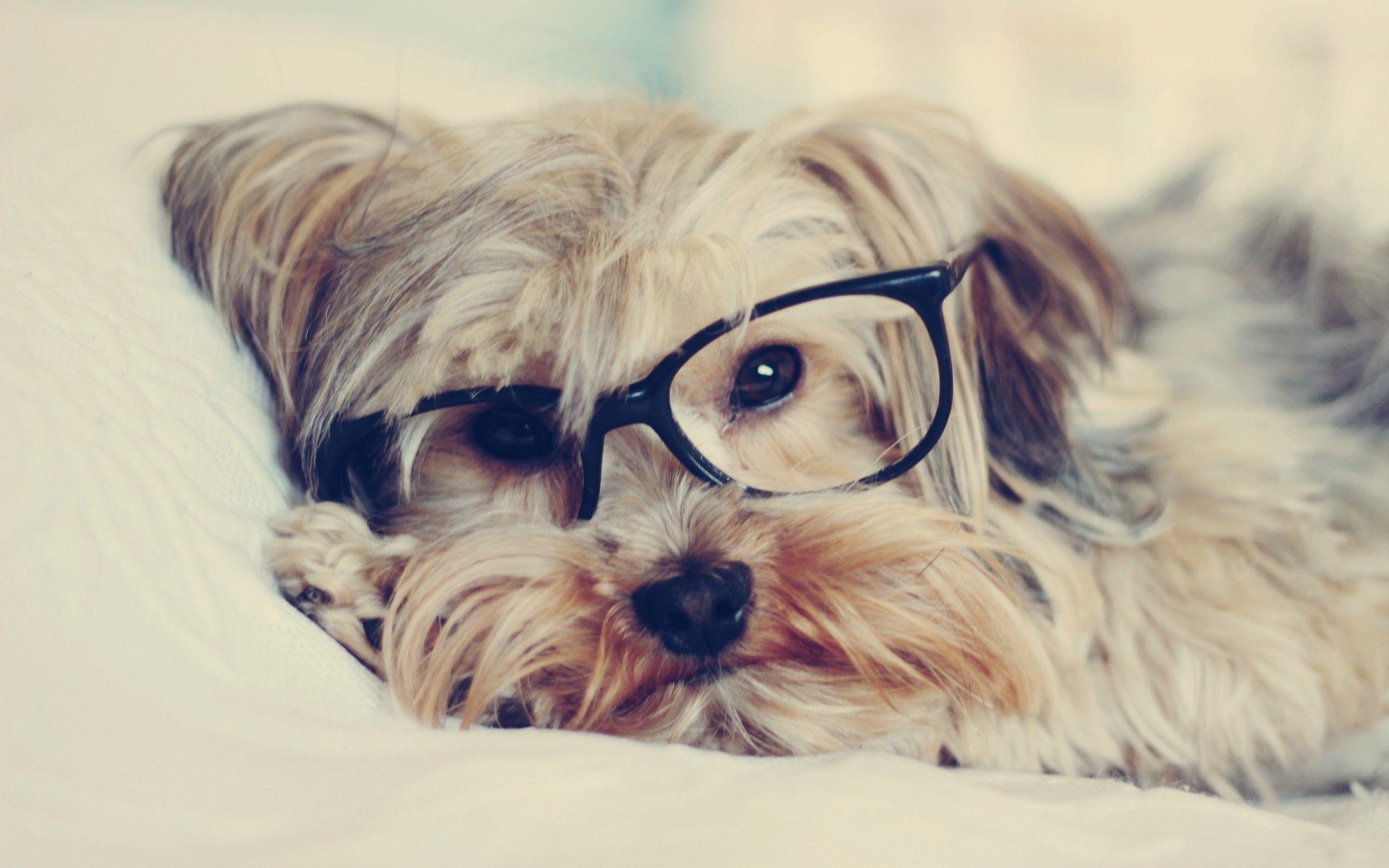 Yorkshire Terrier, Gesicht, Brille, HD, weitverbreitet, 2560x1600 HD Desktop