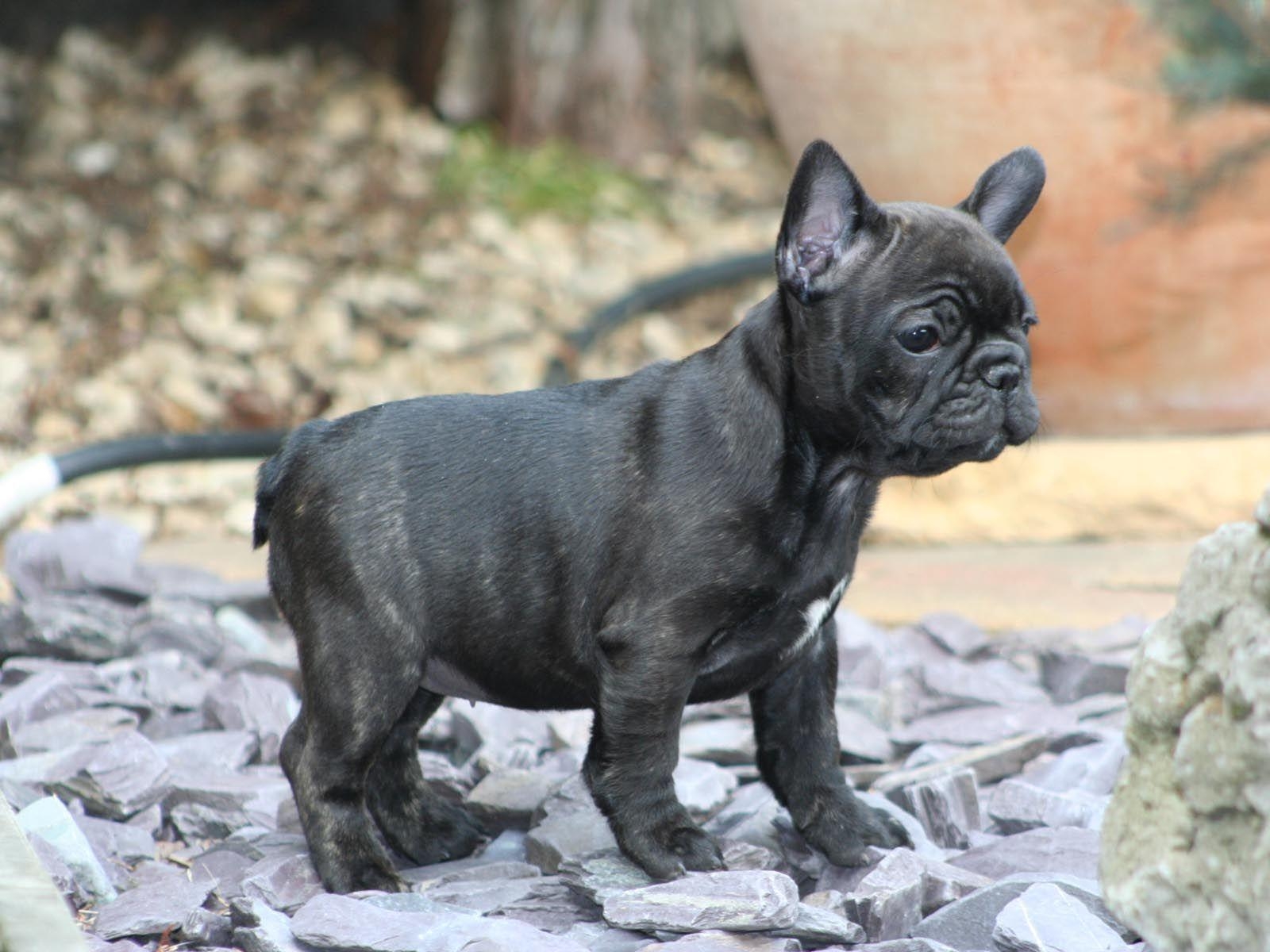 Französische Bulldogge, Niedlich, Hintergrund, Hund, Tier, 1600x1200 HD Desktop